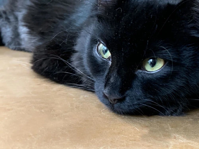 Zorro