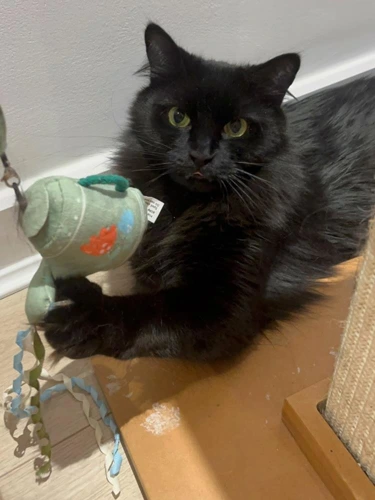 Zorro