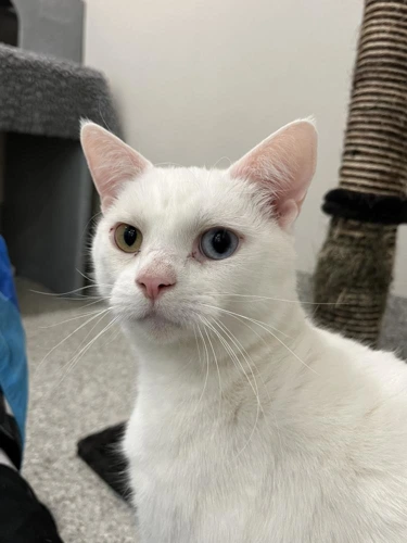 Connie 4 Year Old Female