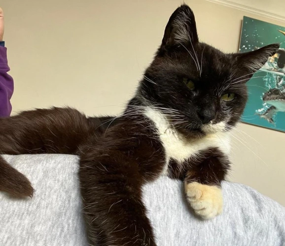 Professor Sox