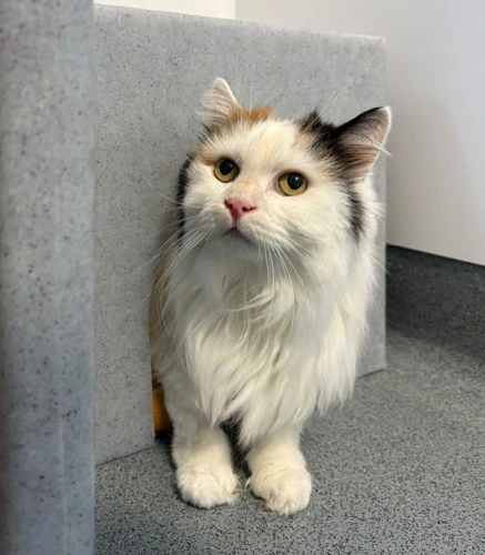 Fluffy