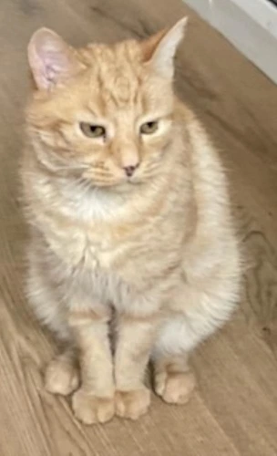 TOFFEE