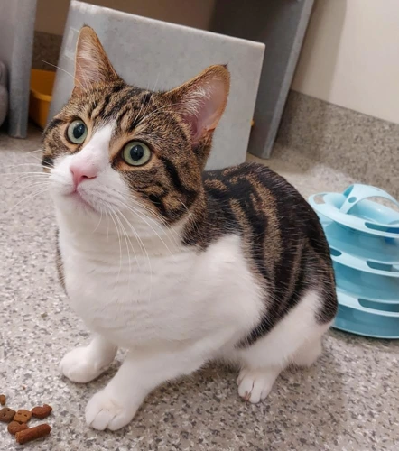 Rhys 3 Year Old Male