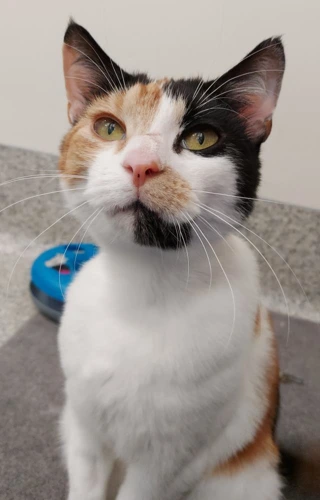 Didi 3 Year Old Female