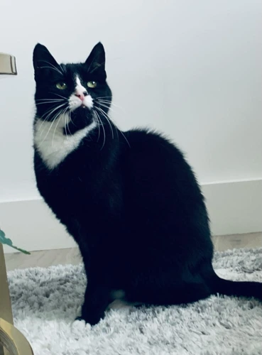 Mojo