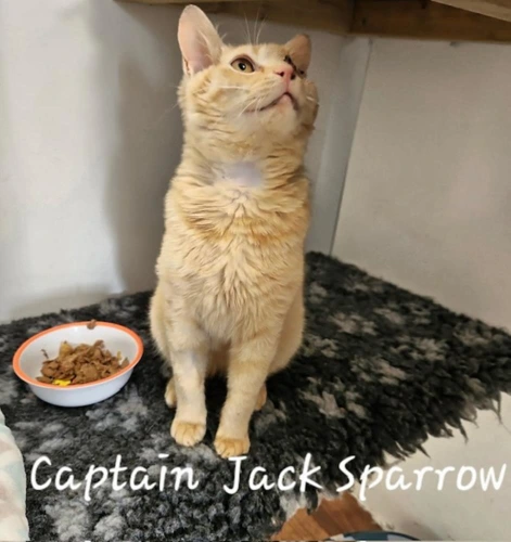 Captain Jack Sparrow