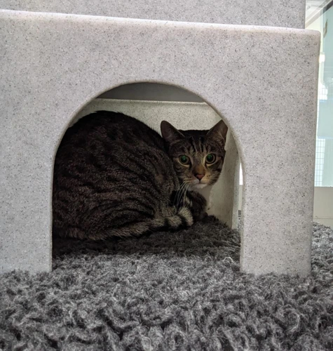 Tom