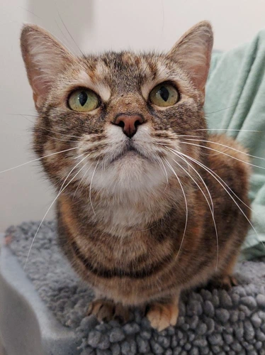 Tabitha 11 Year Old Female