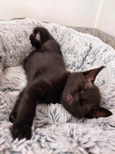 Martini 11 Week Old Female