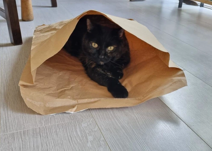 Mowgli