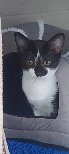 Cosmo