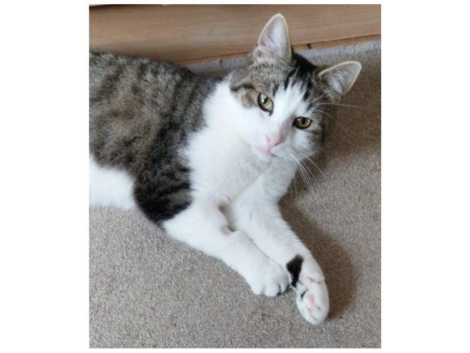 Tubbs