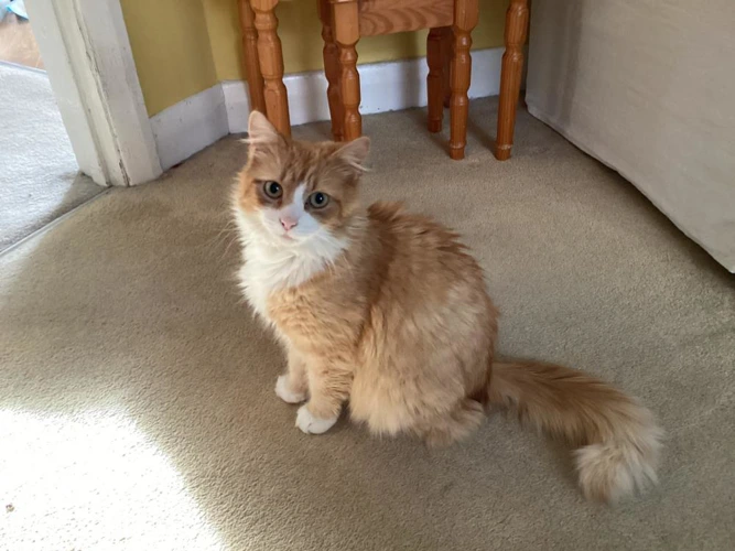 Marigold