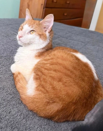 Tango