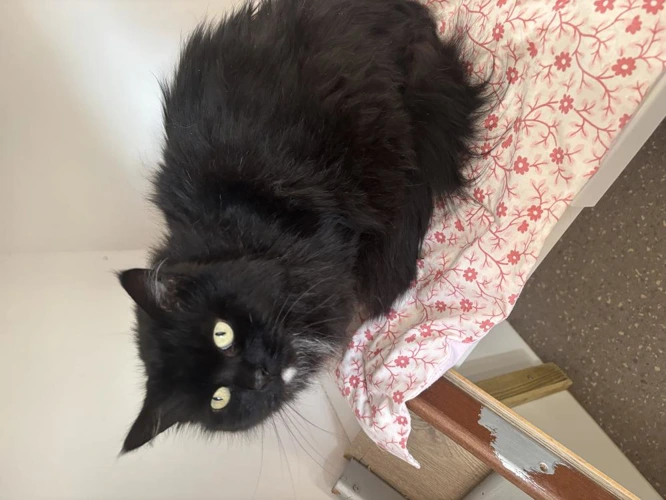 Lucie