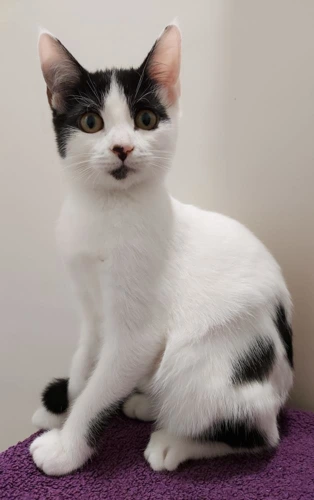 Daisy 15 Week Old Female