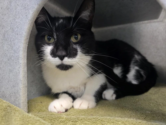 Tux