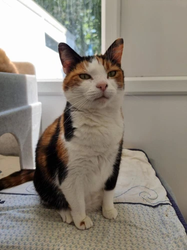 Whiskas