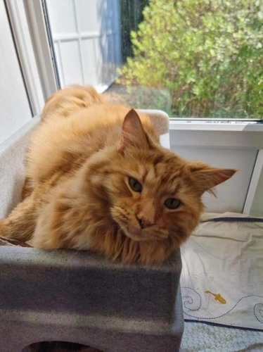 Oscar
