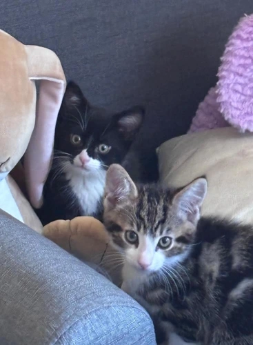 Levi and Splash