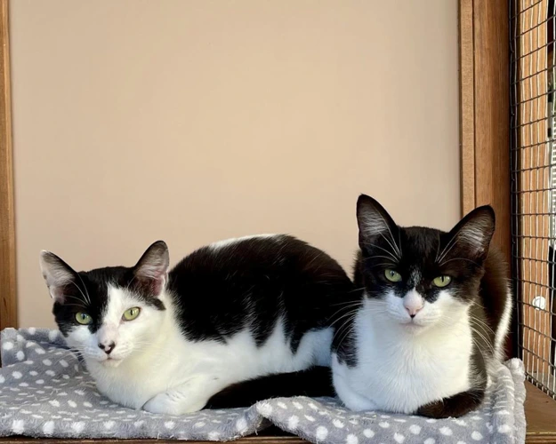 Cricket and Hopper