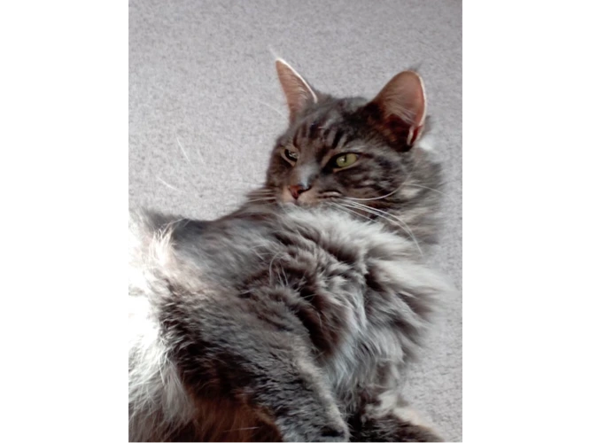 Bilbo