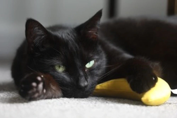Nikon