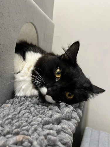 Eren 8 month old male