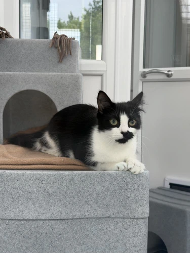 Freya