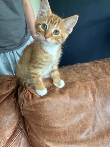 Clementine