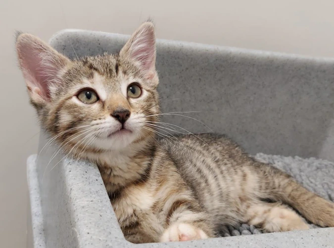 Waffle 9 Week Old Female