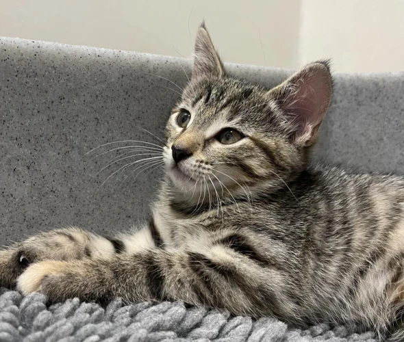 Muffin 9 Week Old Female