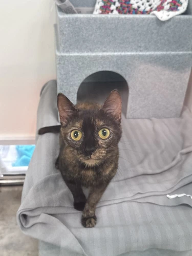 Marmalade