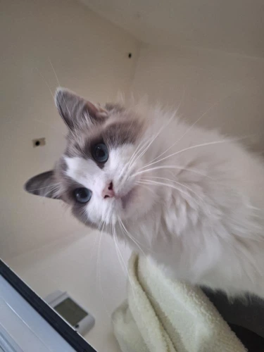 Pasha