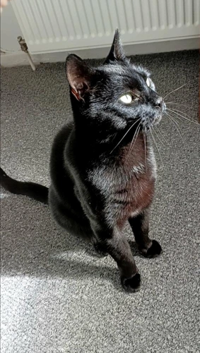 Vinnie