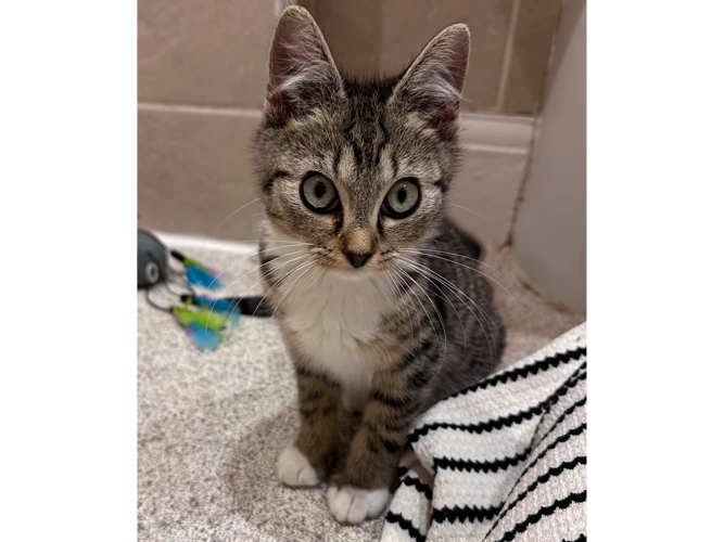 Ask about kittens