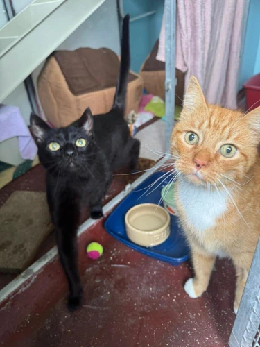 Fergus and Russell