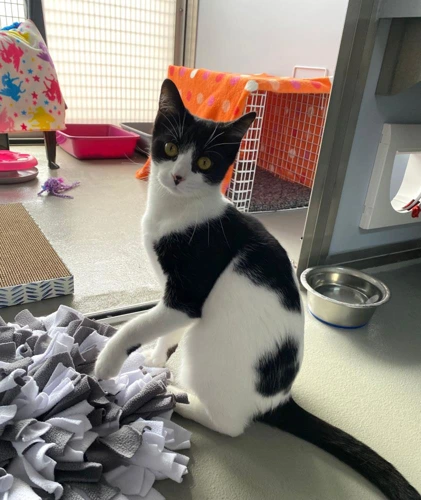Domino