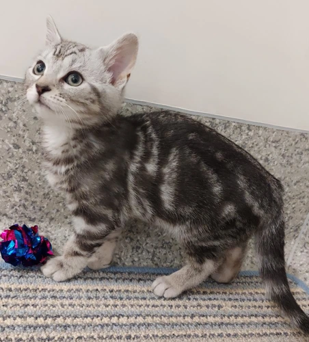 Arthur Fery 12 Week Old Male