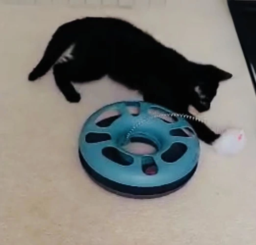 Ollie