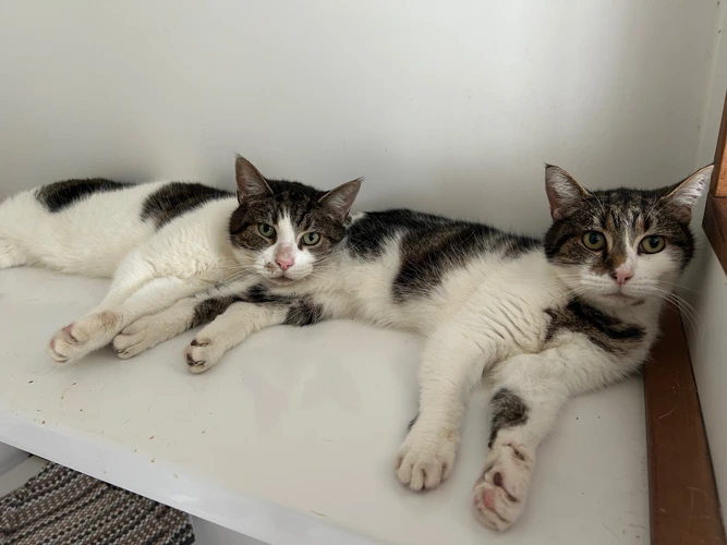 Leo & Timmy