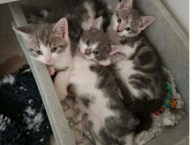 Beautiful litters of kittens