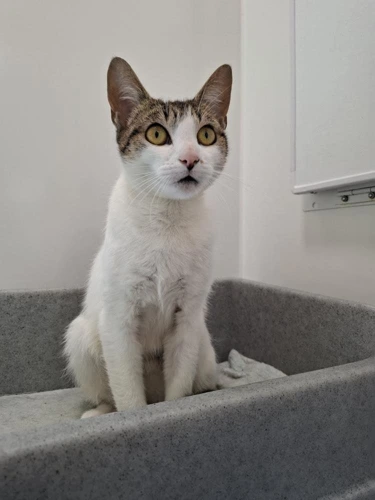 Agatha