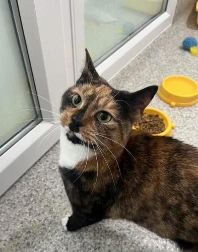 Alo 2 Year Old Female
