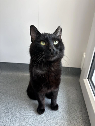 Orinoco