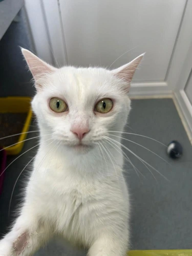 Mimi