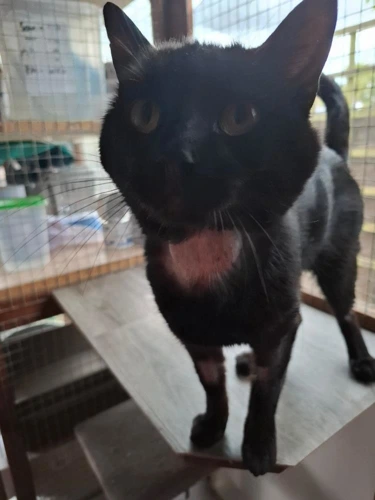 Sooty