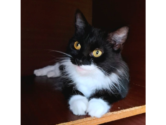 Bella