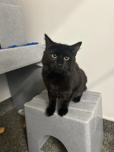 Hugo