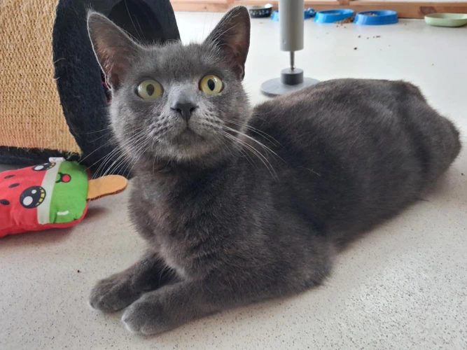 Nala